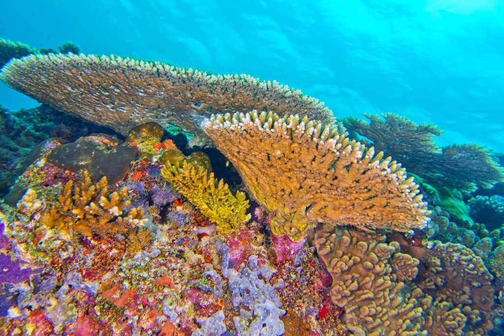 EAD Launches “Abu Dhabi Coral Reefs Gardens” as the Largest Project of its Kind in the Middle East